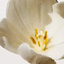 Florale